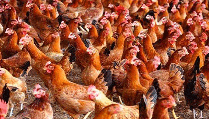 সোনালী মুরগি